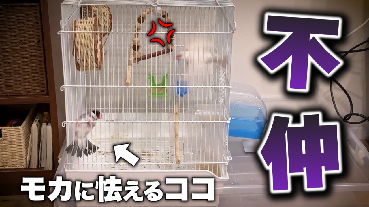 ヤバい】我が家の文鳥が急に不仲⁈攻撃性を増すモカ！ついに別居か