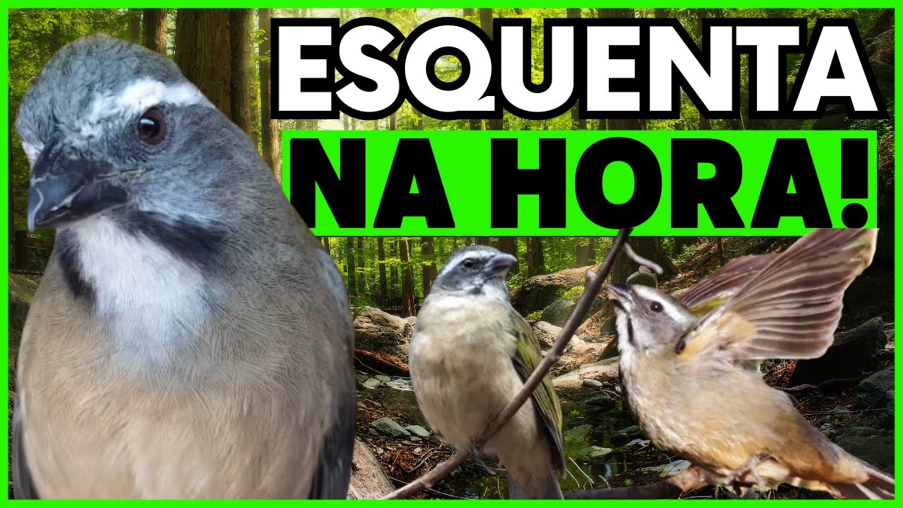 Faz Cantar🏆 ESQUENTAR TRINCA FERRO 🎯 Trinca Ferro Cantando FAÇA O TESTE 🔥Esquentando Trinca Ferro