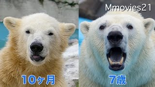 Polar Bear Cry 大きくなったホッキョクグマ キロル