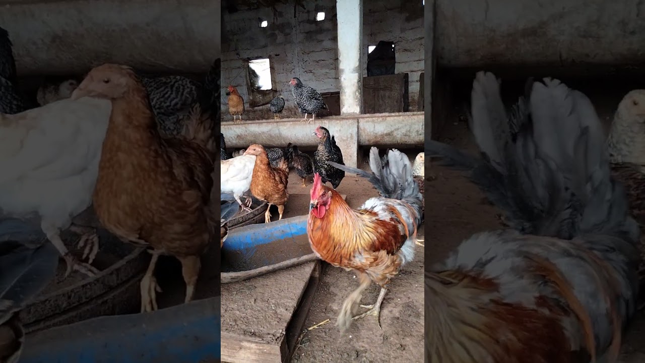 ديك بلدي ماشاء الله🐔🇲🇦🐔