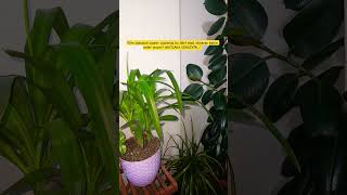 Ki̇m Uykudan Uyanir Uyanmaz Bu Dört Sözü Söylerse Bakin Neler Oluyor? Şfetedüş Şfet