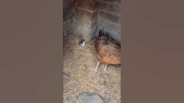 Hen first chick hatched 🐣 #incubator #viral