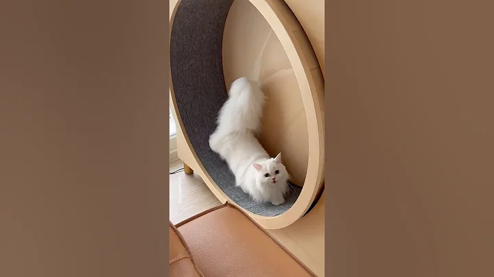 Video 11705221: cat collection, cat meowing, funny cat