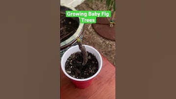 Operation Fig Propagation