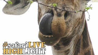 Giraffe goes digging for gold!