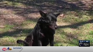 Rusk County Commissioners put $25,000 towards spay, neuter program