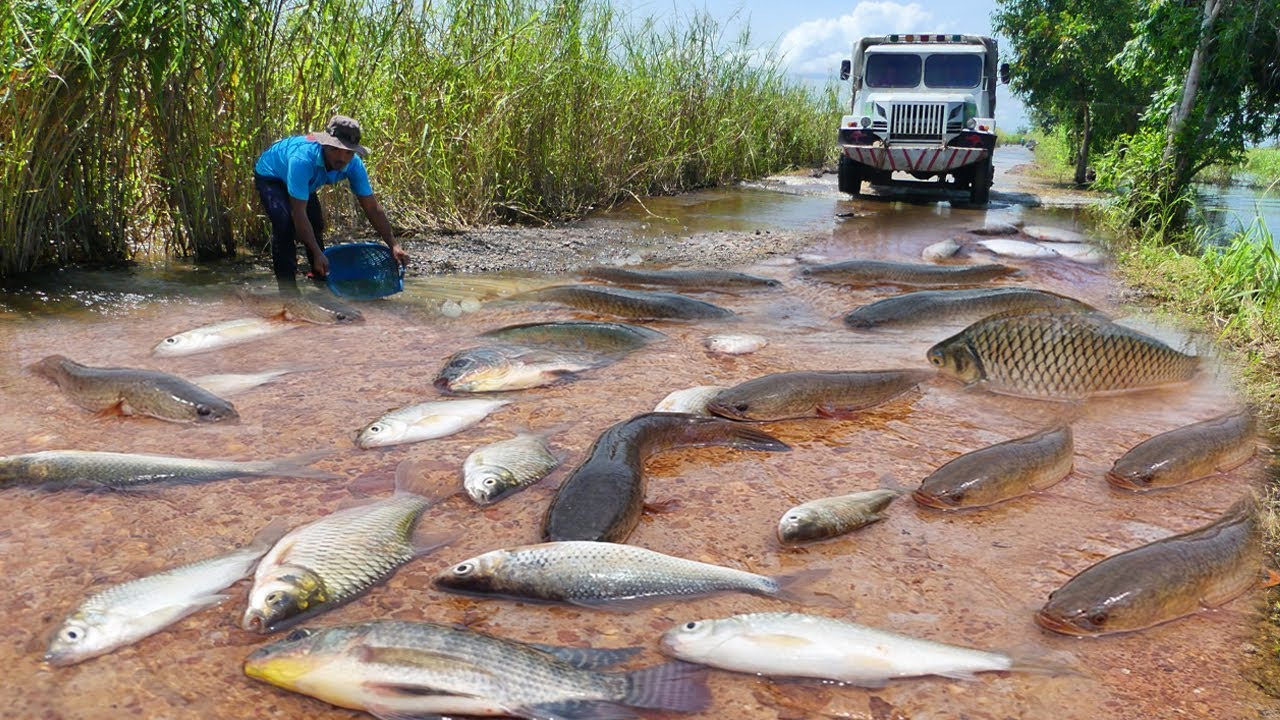 Fish Everywhere! Road Turns Into River After Heavy Rain 🌧️🐟