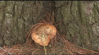 Removing mushrooms from your lawn without poisonous products