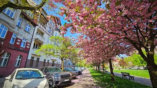 Tokio, Osaka i Bytom - przygoda w mieście kwitnącej wiśni