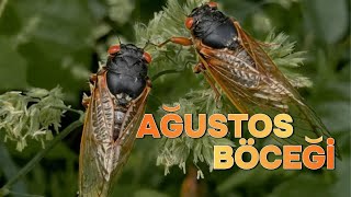 Ağustos Böceğinin 17 Yıllık Sırrı Gerçek Hikayesini Biliyor Muydunuz?