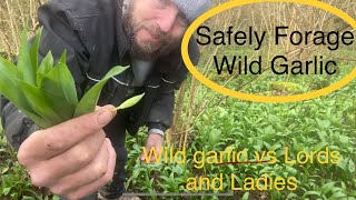 How to find and identify wild garlic, aka ramsons, aka ramps, alium ursinum. Spring Foraging