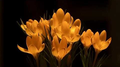 Surat An-Naşr (The Divine Support) | Mohammed Naser | مشاري بن راشد العفاسي | سورة النصر