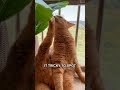Is Your Cat Secretly Stressed? Uncover Separation Anxiety Signs #Shorts