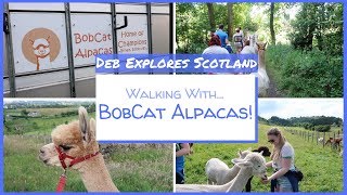 Bobcat Alpacas Scotland | Walking, feeding and befriending Alpacas