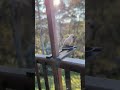 cockatoo in the blue mountains #birds #australia #nature #shirts #cockatoo #bluemountain