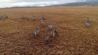 Zebra sounds and noises