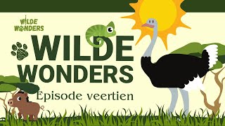 Wilde Wonders Episode Veertien: Die Somaliese Volstruis