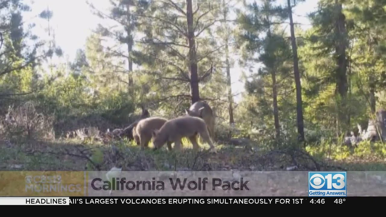 California wolf pack increase after birth of 8 wolves - YouTube
