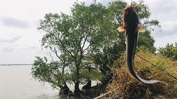 Câu cá ngát sông vàm cỏ