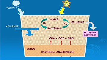 ¿Cuál es la función de las lagunas?