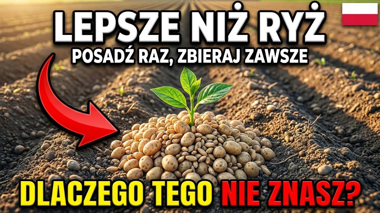 Zdrowsze niż ryż: plonuje przez cały rok i nigdy nie trzeba sadzić ponownie