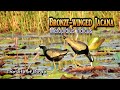 The Life of Birds | Bronze-winged Jacana | Metopidius Indicus