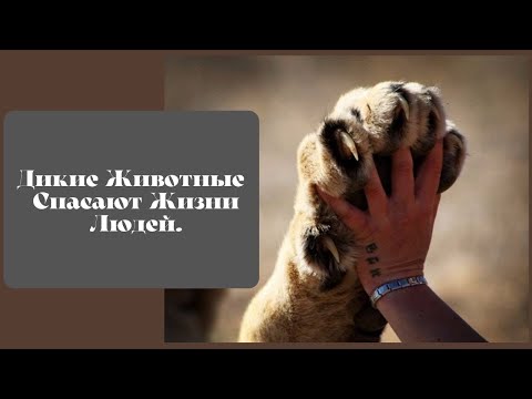 Дикие Животные |