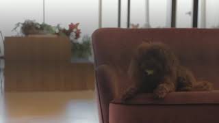 Worldwide House Sitters And Pet Sitters Directory