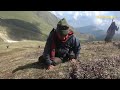 yarsagumba hunters || episode-4 || cordyceps || caterpillar fungus || Nepal || lajimbudha ||