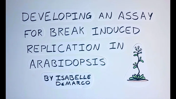 Developing an Assay for Break Induced Replication ...