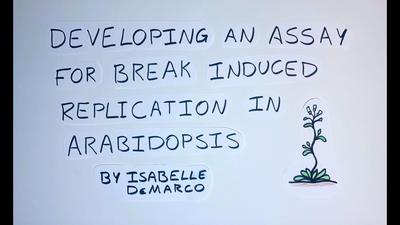 Developing an Assay for Break Induced Replication in Arabidopsis - UC Davis Research Rockstars 2021