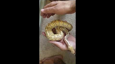 2018 ball python update