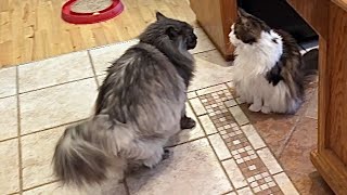 4 Feisty Cats At Snack Time Treats With Cat Daddy