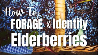 How to Forage ELDERBERRIES | Elderberry Plant Identification and Harvest
