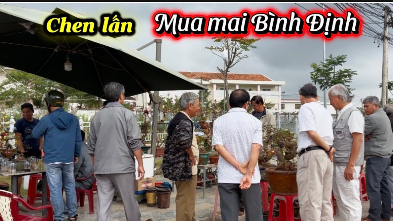 Mai Bình định,hút khách-chợ hoa Tết P Bồng Sơn 