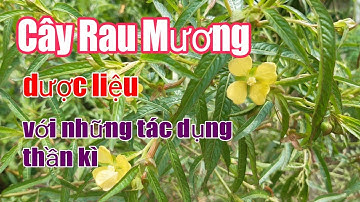 Công dụng của cây Rau Mương| Rau Mương chữa bệnh dạ dày| Hằng Lê HG85