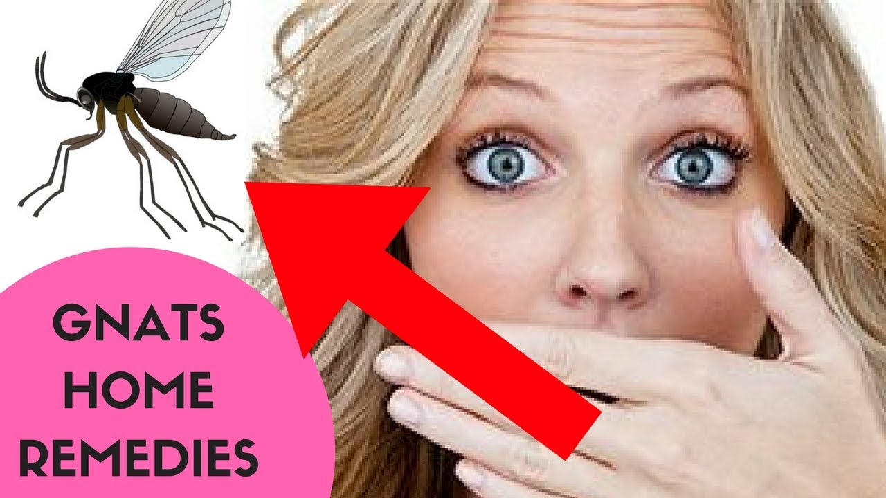 Natural Remedies To Get Rid Of Nats Natural Remedies To Get Rid Of Nats