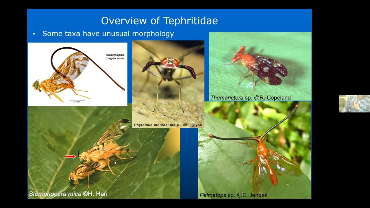 True Fruit Flies (Diptera: Tephritidae): Systematics and natural history
