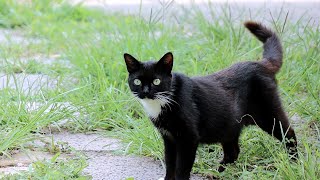 The cat 'Nero' came after a long time by Street Cat 11,688 views 7 months ago 8 minutes, 9 seconds