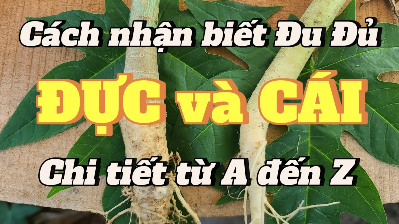 EP 18 : Cách nhận biết Đu Đủ 