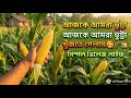 আজকে আমরা গিয়েছিলাম ভুট্টা খুঁজতে 👳♀️🏡❤️ l simple Village Life 🏡👳♀️