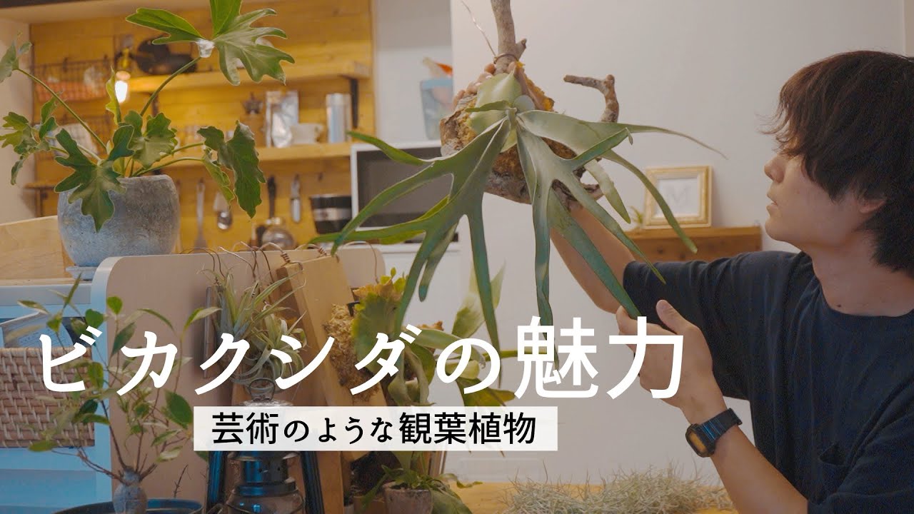 【ビカクシダ】インテリアとして抜群に映える観葉植物 / 紹介 / 育て方