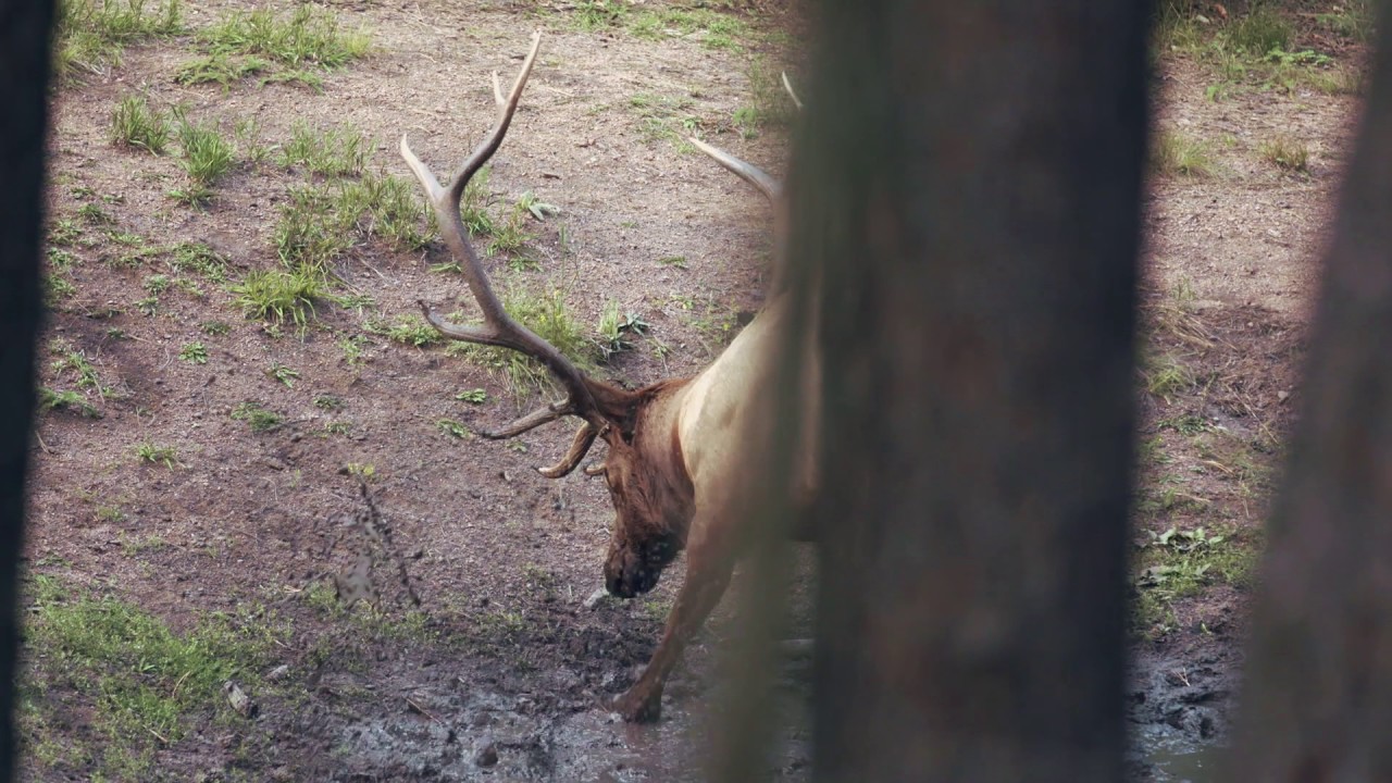 Heartland Bowhunter - Western Elk Detour - Outdoor Channel