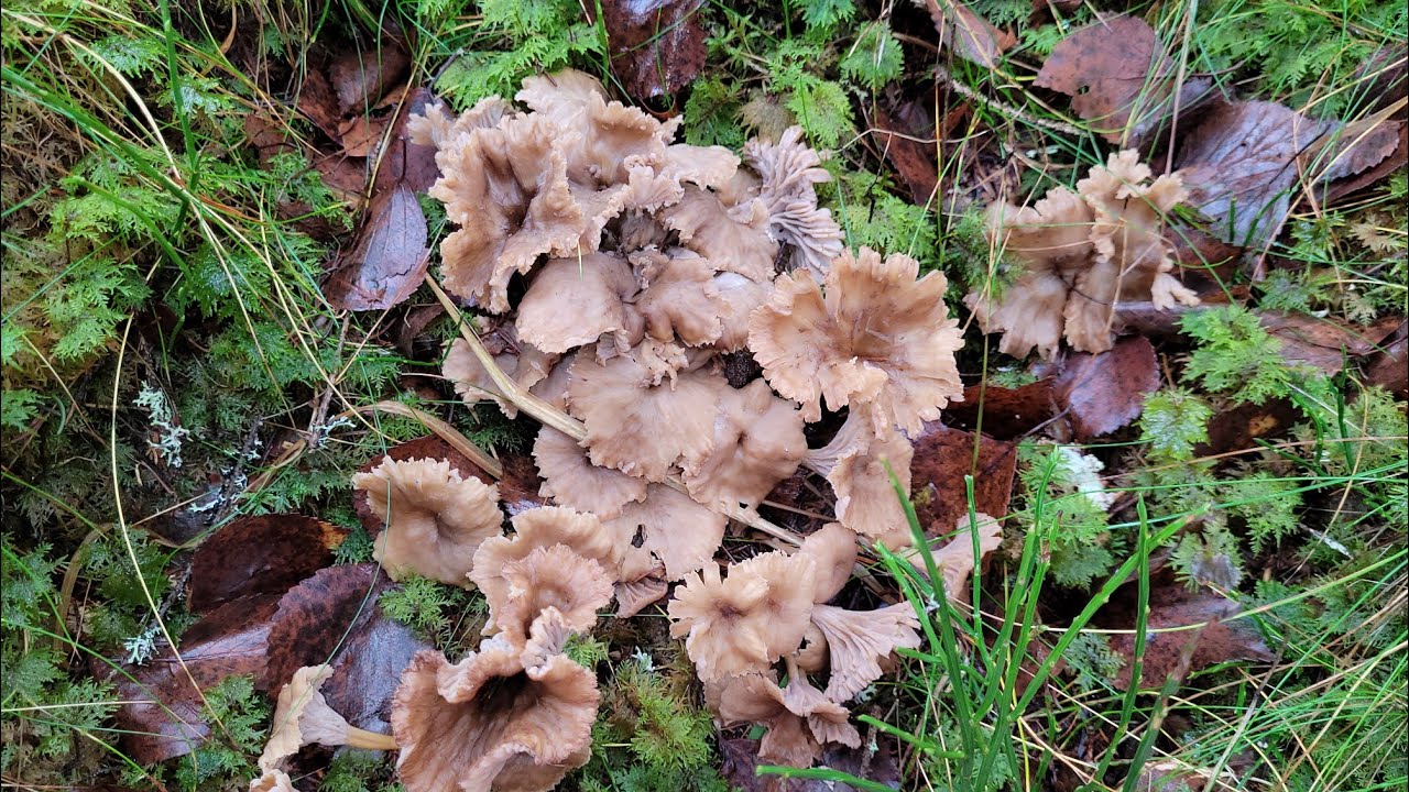 เก็บเห็ดดำมันที่สุด