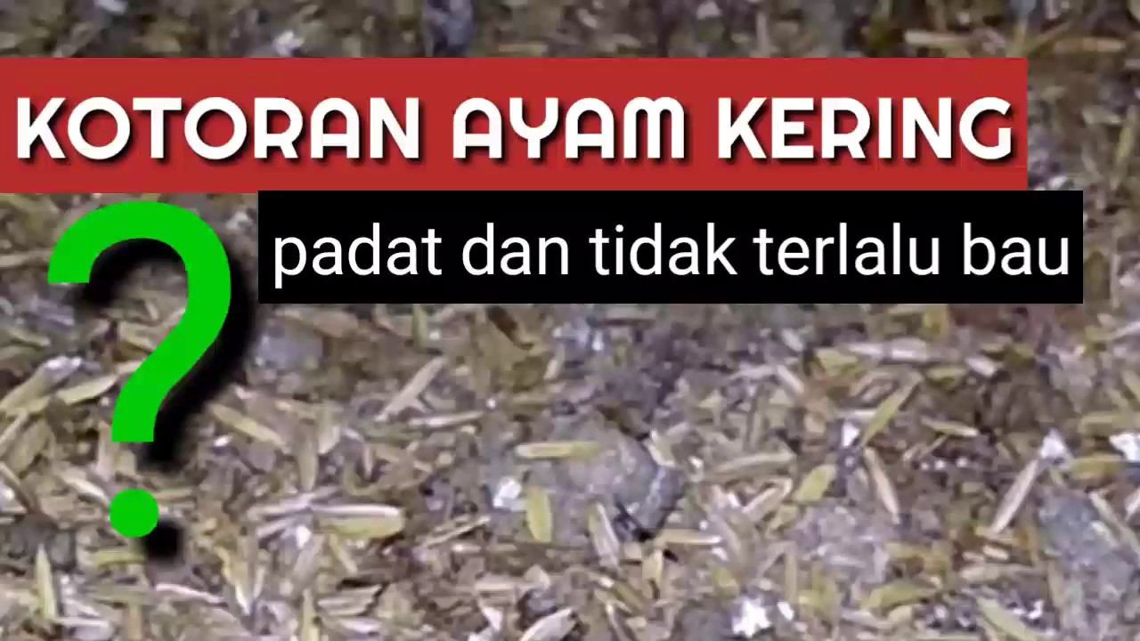 Bagaimana caranya agar kotoran ayam tidak bau ? 