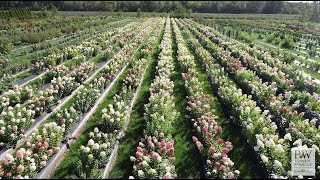 Proven Winners® ColorChoice® Flowering Shrubs - 2022 Hulu Commercial