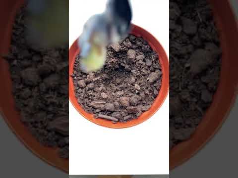 Video: Propagarea semințelor de tufiș de afine - Cum să cultivi afinele din semințe