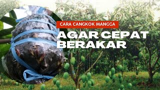 cara Cangkok Mangga Agar Cepat Berakar