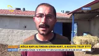 Ağıla Kapı Altından Giren Kurt, 8 Kuzuyu Telef Etti
