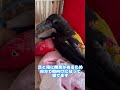 仰向けで寝る個性的すぎるカラスたち2022/11/19KUPPI the Crow